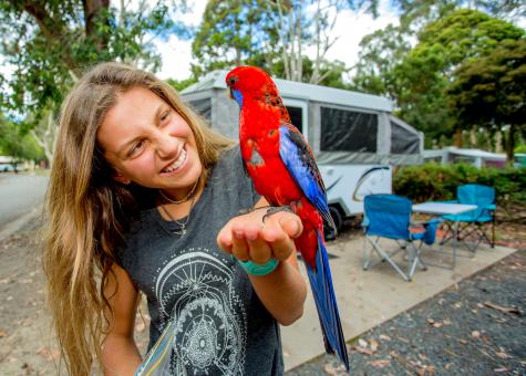 Local wildlife
 - BIG4 Yarra Valley Park Lane Holiday Park