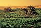 Adelaide City Centre Tours, Cruises, Sightseeing and Touring - Barossa Food & Wine Experience - AS2