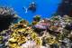 Queensland Islands and Whitsundays Tours, Cruises, Sightseeing and Touring - Adrenalin-Yongala Wreck Day Trip-Certified Diver ex Magnetic