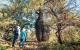 Bottle Tree on Mt Abundance, Queensland
 - Lost World Carnarvons (Wallaroo) Day Tour - Senior - BBE-LWC Boobook Explore