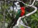 Bellthorpe Rainforest Tours
 - Maiala Rainforest Tour Brisbane Nature Tours