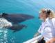 whale watching brisbane
 - Whale Watch with Brisbane Transfers Brisbane Whale Watching