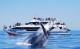 Brisbane Whale Watching  - Whale Watch with Brisbane Transfers Brisbane Whale Watching