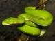 Green tree python
 - Aquarium by Sunrise Cairns Aquarium
