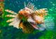 Lionfish
 - General Admission & Coral Bio-Bank Tour Cairns Aquarium