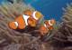Nemo  - Day Cruise to Great Barrier Reef - Snorkeller Calypso Snorkel & Dive