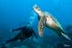 Turtles  - Day Cruise to Great Barrier Reef - 3 Certified Dives w/ TRF Calypso Snorkel & Dive