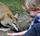 Wallaby
 - Admission Caversham Wildlife Park