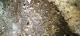 Ancient fossil bones within Blanche Cave
 - Heritage & Hidden Treasures - Naracorte Caves & Yallum Pvt T Coonawarra Experiences