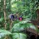 Queensland Tours, Cruises, Sightseeing and Touring - Half Day Southern Daintree Explorer with Wildlife Habitat