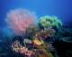 Coral
 - Get High Package - Snorkel - ex Jetty Down Under Cruise and Dive
