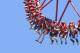 Queensland Attractions and Theme Parks Tickets - 2 Day Dreamworld & Whitewater World