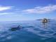 Dolphin Kayaking Tour
 - Dolphin Sea Kayak & Beach 4x4 Adventure - Noosa Epic Ocean Adventures Noosa