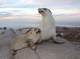 Seals
 - Scenic Wildlife Cruise Esperance Island Cruises