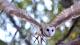Territory Wildlife Park - Barn Owl
 - 1 Day Northern Kakadu Experience Ethical Adventures