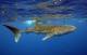 Exmouth Tours, Cruises, Sightseeing and Touring - Deluxe Whale Shark Adventure Tour - Observer