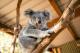 New South Wales Attractions and Theme Parks Tickets - Adult Admission