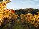 Balancing Heart Vineyard
 - Granite belt Platinum wine tour - Private tour Filippos Tours