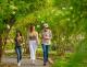 South Australia Tours, Cruises, Sightseeing and Touring - Jurlique Farm Tour