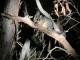 Brush Tail Possum
 - Flinders Chase 4wd Tour ex Penneshaw,Ferry Departure/Arrival Kangaroo Island Hire a Guide