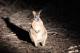 Wallaby  - Best of KI ex Kingscote, Airport, American River Kangaroo Island Hire a Guide