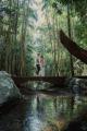 Brisbane Tours, Cruises, Sightseeing and Touring - Essential Tour - Tamborine Mountain - ex Brisbane