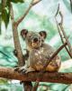 Gold Coast Tours, Cruises, Sightseeing and Touring - Gold Coast in a Day - ex Gold Coast