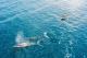 Gold Coast Tours, Cruises, Sightseeing and Touring - Swim with Humpback Whales - ex Gold Coast
