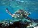 Turtle
 - Onslow to Mackerel Islands- Return Ferry Transfer Mackerel Islands