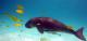 Dugong
 - Onslow to Mackerel Islands- Return Ferry Transfer Mackerel Islands