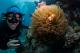 Find Nemo on a guided cert dive
 - Be a Marine for the Day with Passion of Paradise ex NBC Passions Of Paradise