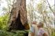 Old growth Karri Forest
 - Beach and Forest Eco Adventure 2pm Departure Pemberton Discovery Tours