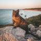 REX Hero Quokka
 - Adventure Rottnest Tour & Frankies on Rotto Lunch Rottnest Express