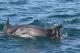 Dolphins playing beside the ferry
 - Queenscliff to Sorrento: Car up to 5.5 metres and Driver Searoad Ferries