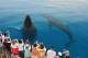 Sunshine Coast and Hervey Bay Tours, Cruises, Sightseeing and Touring - Half Day Whale Watching Tour - AM - WWAM