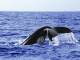 Whales in Paradise
 - Dolphin & Tangaloom Wrecks Cruise with Gold Coast coach trsf See Moreton