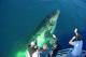 Hervey Bay Tours, Cruises, Sightseeing and Touring - Whale Watching Half Day - Afternoon + Sunset Cruise