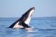 Humpback whale head lunge with Whalesong
 - Whale Watching Half Day - Afternoon + Sunset Cruise Whalesong Cruises Hervey Bay